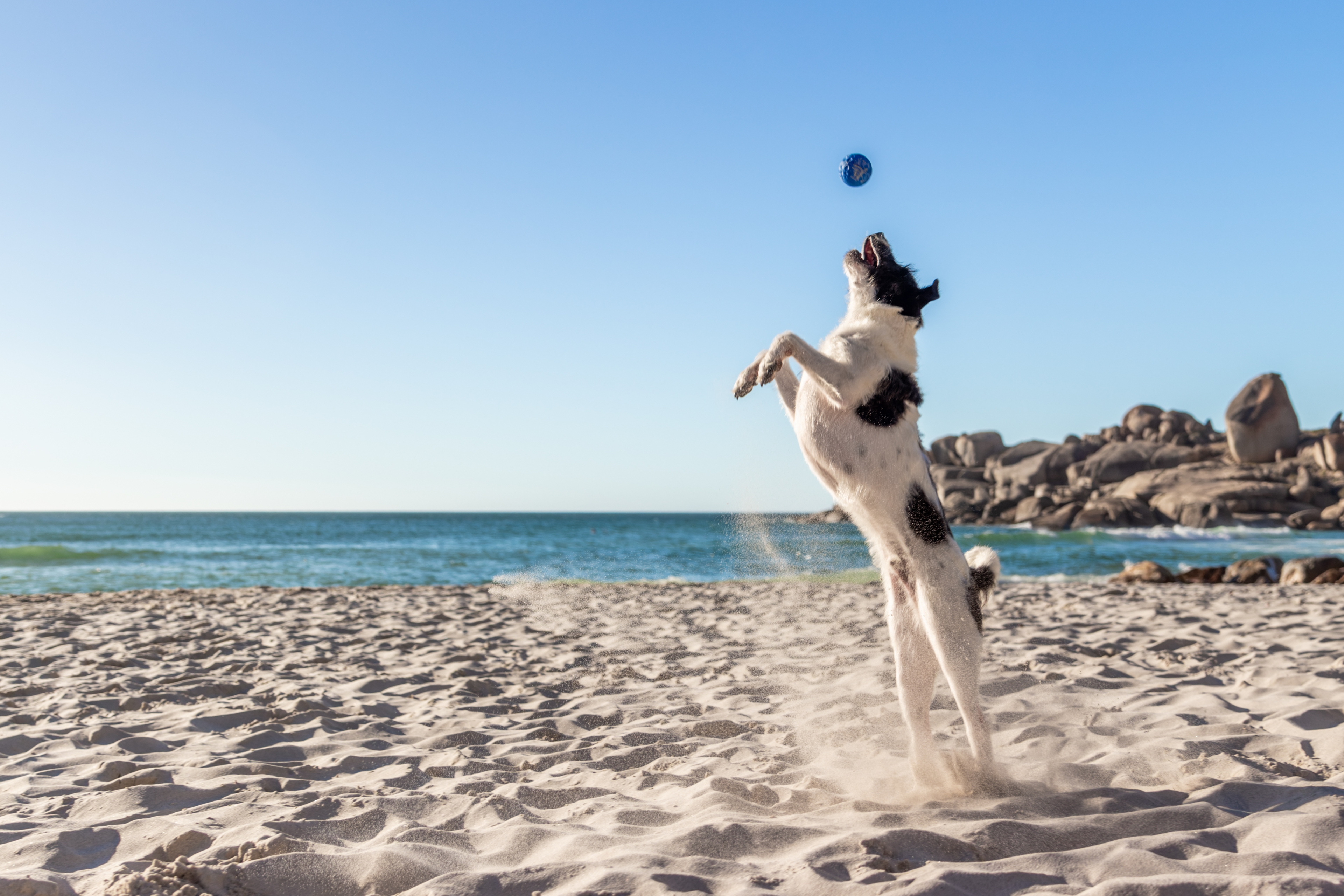 Teaser-Urlaub mit Hund am Strand