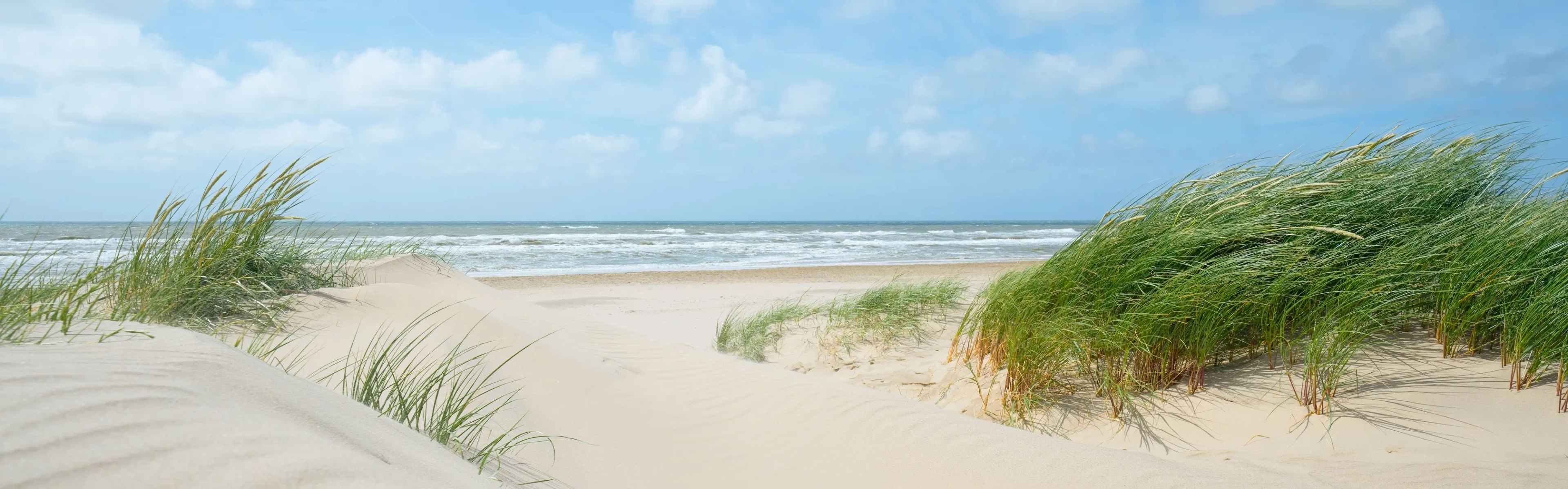 Wildes Gras auf einer Sanddüne. Dahinter Meer mit leichten Wellen.
