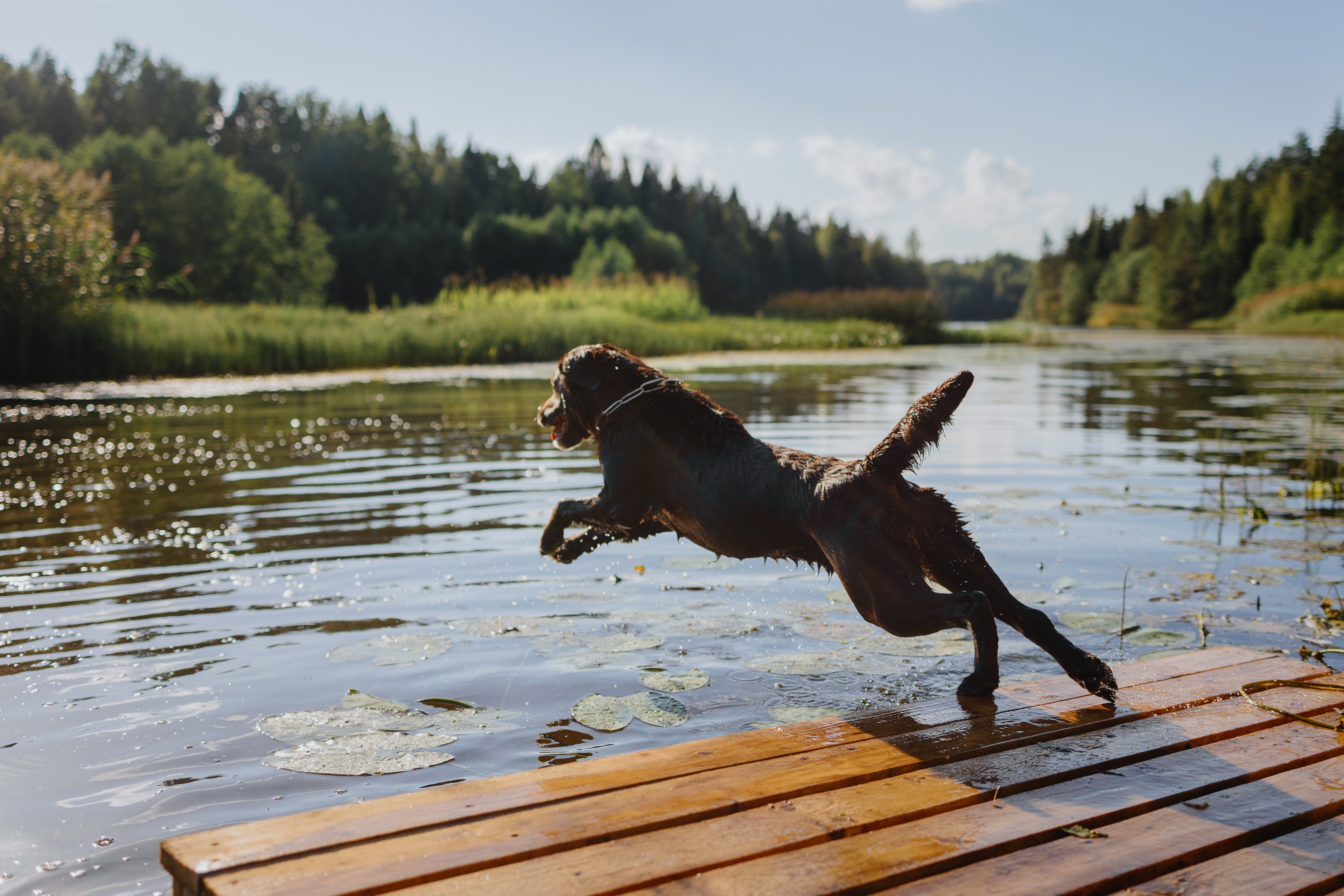 Teaser-Urlaub mit Hund am See