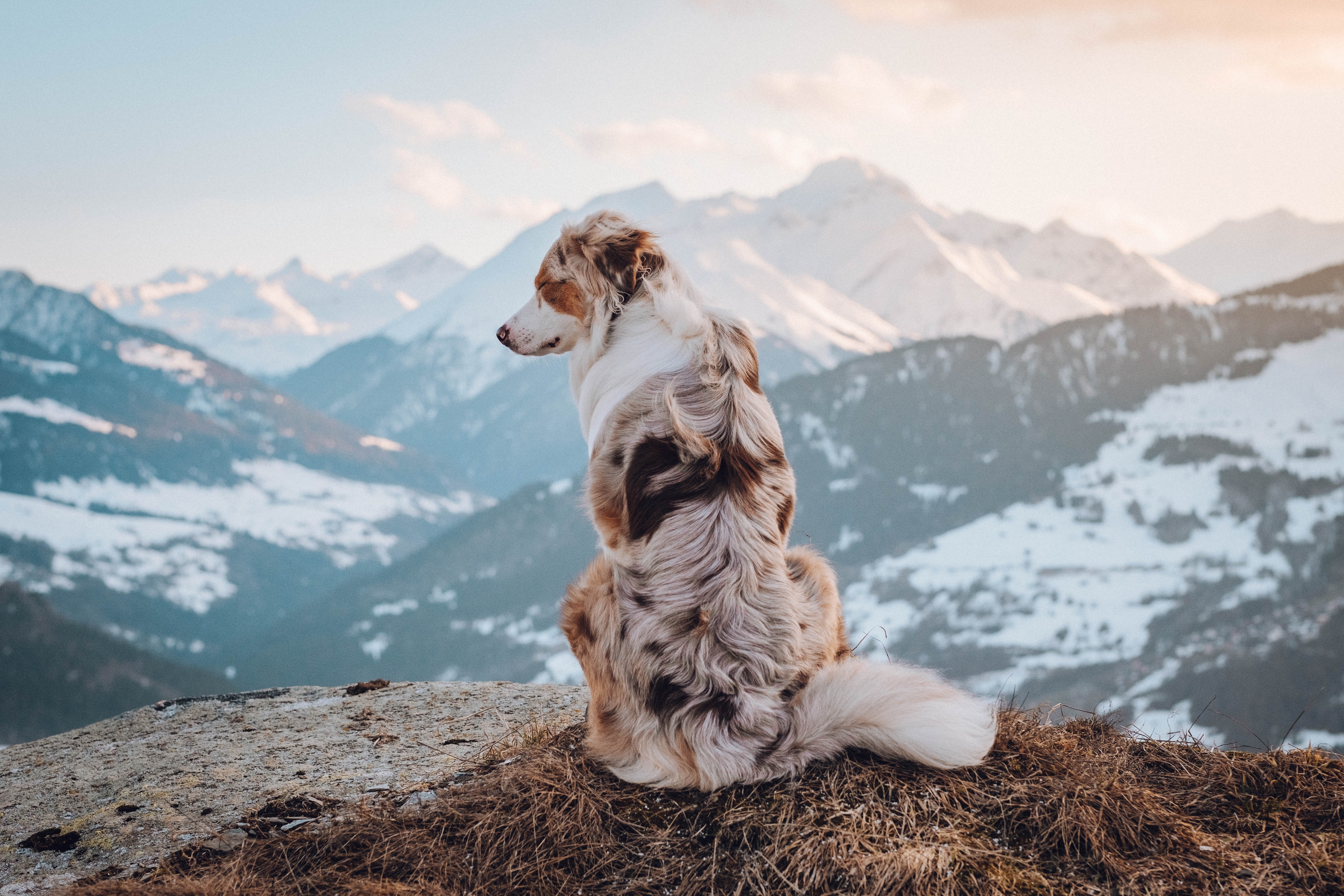 Teaser-Urlaub mit Hund in den Bergen