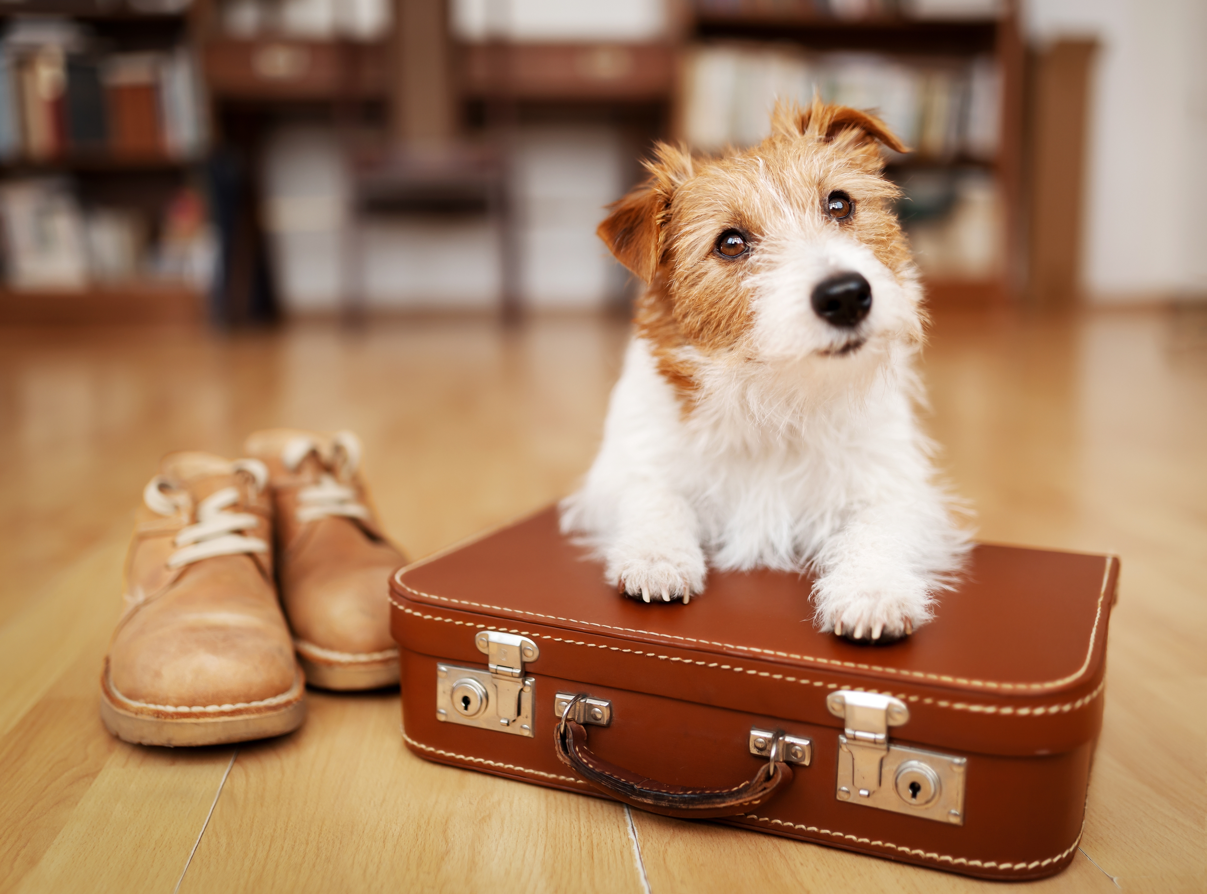 Teaser-Last Minute Urlaub mit Hund