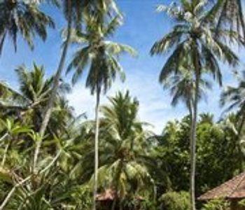 Hotel Palm Paradise Cabanas & Villas - Bild 3
