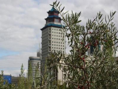 Beijing Palace Soluxe Hotel Astana - Bild 3