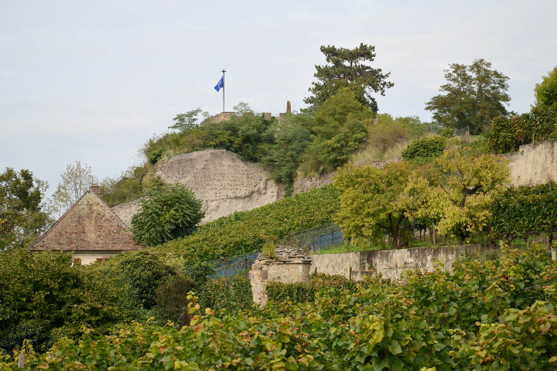Weinberge in Breisach