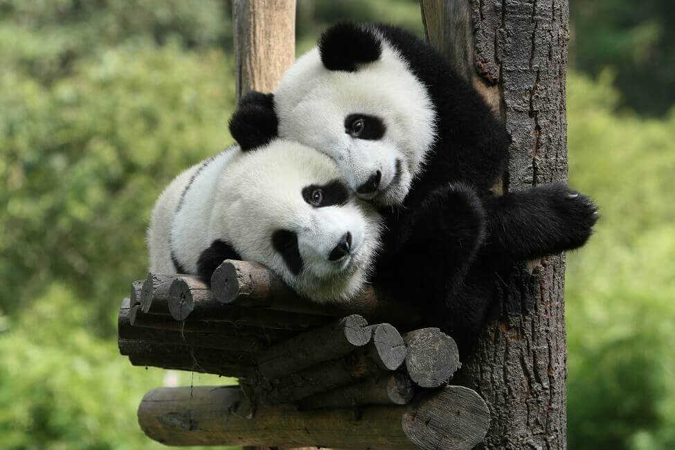 Panda-Pärchen kuscheln auch auf Bäumen gern