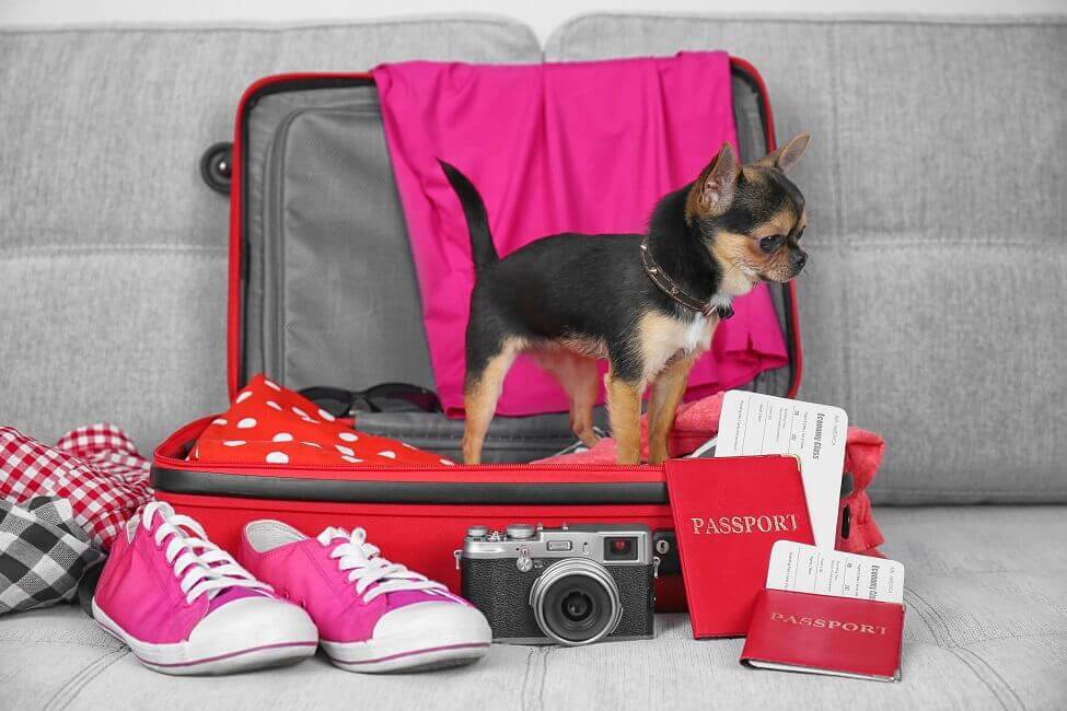 Bild Hund mit Reisepass