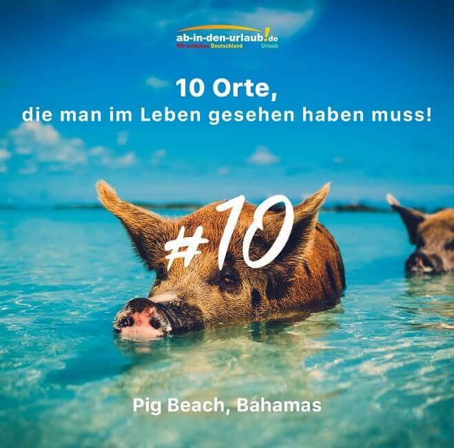 Am Pig Beach auf den Bahamas schwimmen Schweine im Wasser.
