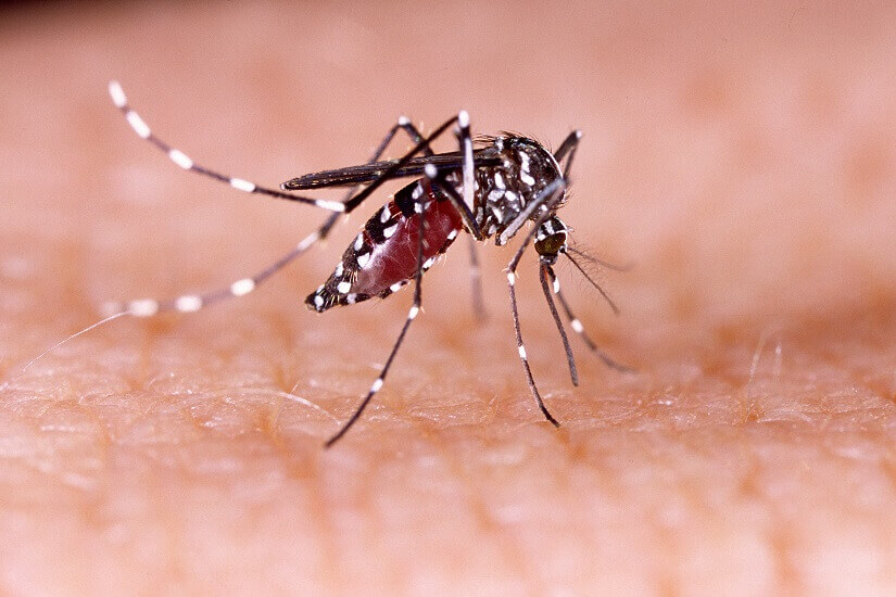 Bild Mücke Aedes Aegypti