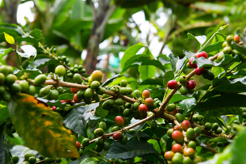 Kolumbiens Kaffeesorten sind weltberuehmt