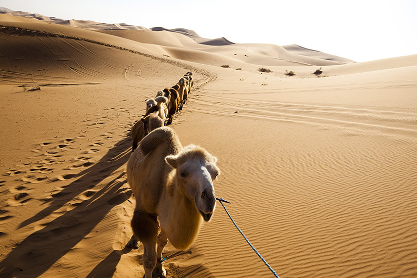 Trampeltiere in der Wüste Gobi
