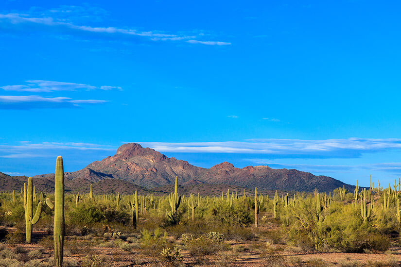Typisch Western Sonora-Wüste