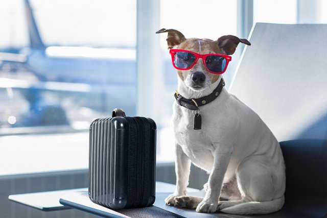 Urlaub mit Hund: Alle Tipps & Infos - mit Packliste!