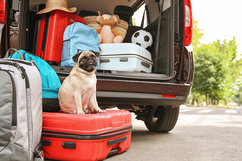 Autofahrt mit Hund