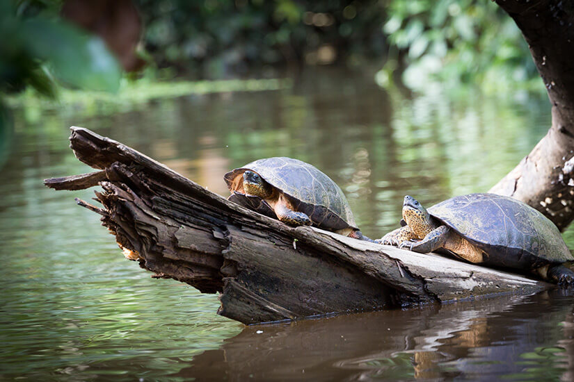 Schildkröten beobachten
