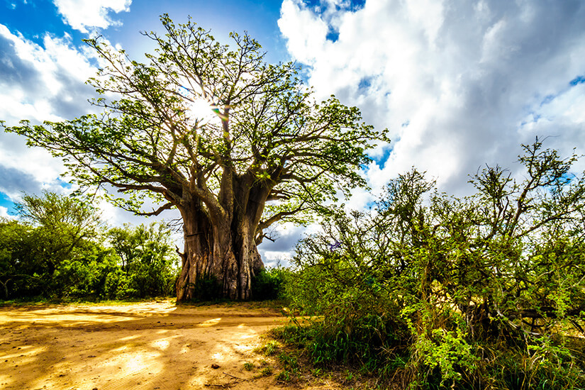 Baobab Tree in Südafrika