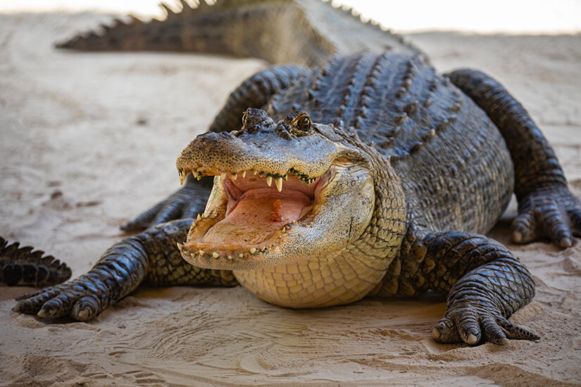 Die Everglades sind Lebensraum für Alligatoren