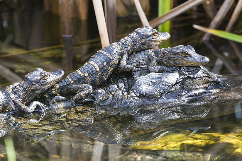Alligator-Nachwuchs versteckt sich im Sumpf