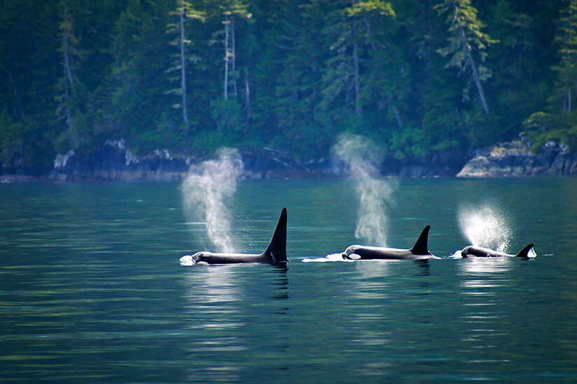 Drei Orcas vor Vancouver Island
