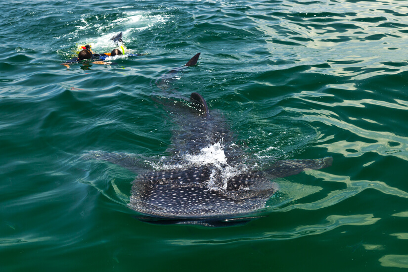 Mit Walhai schwimmen in Mexiko