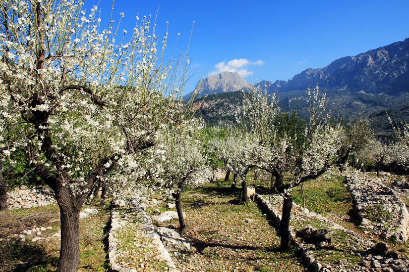 Die Mandelblüte in der Serra Tramuntana