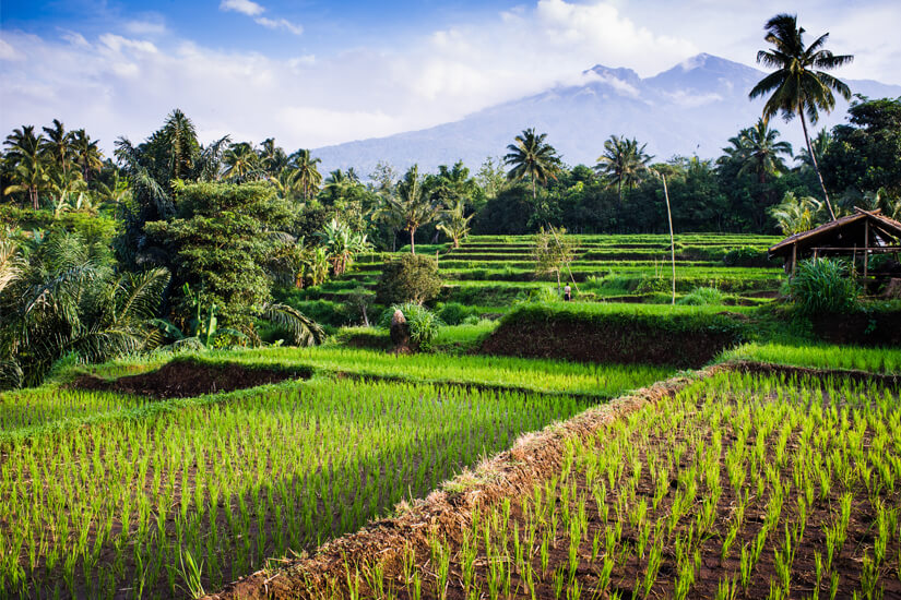 Reisfelder auf Lombok