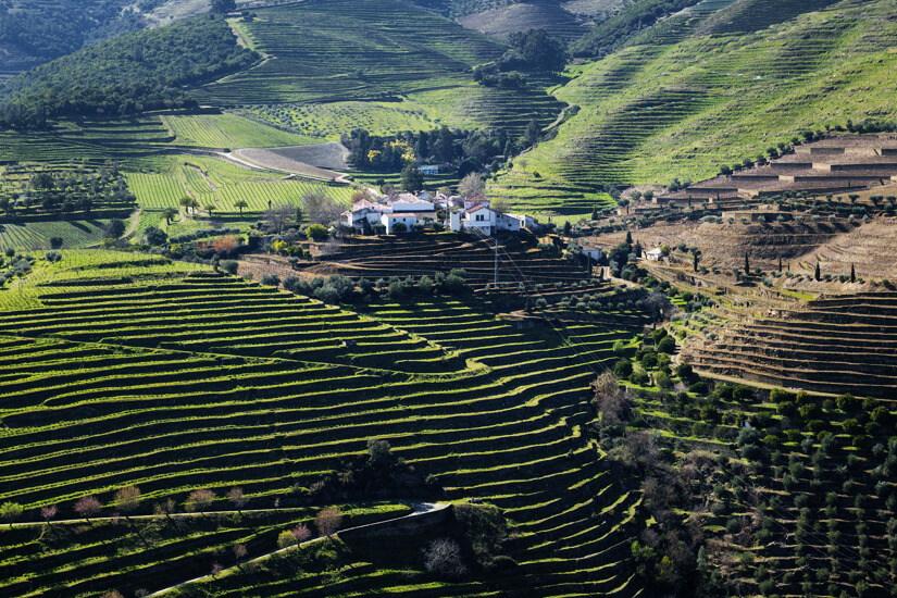 Terrassenförmiger Weinanbau im Alto Douro