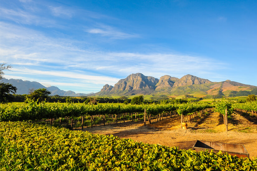Weinanbau in Stellenbosch in Südafrika