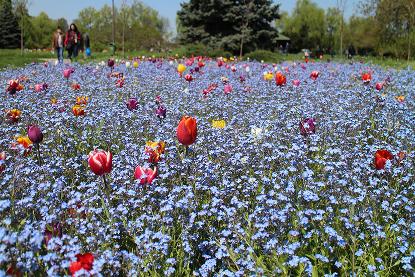 Blumenwiese im Herastrau Park