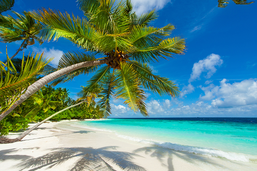 Palmenstrand auf den Malediven