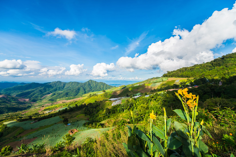 Kaffeefarm auf Puerto Rico