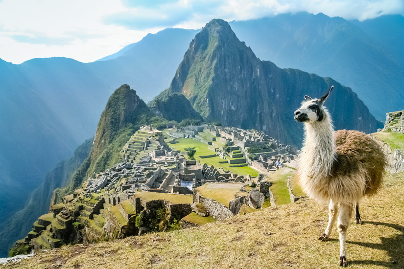 Lama-Ausblick-Machu-Picchu