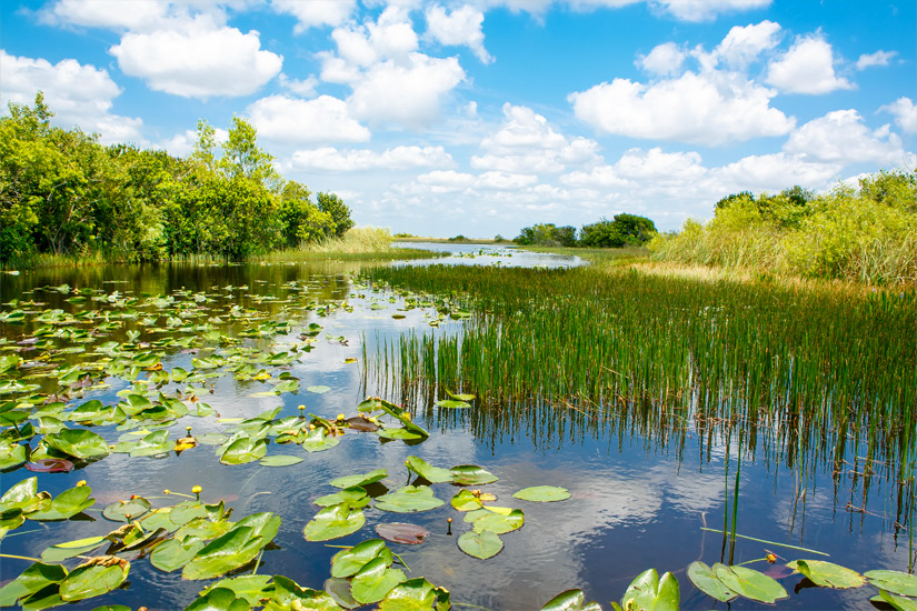 Die sumpfigen Everglades
