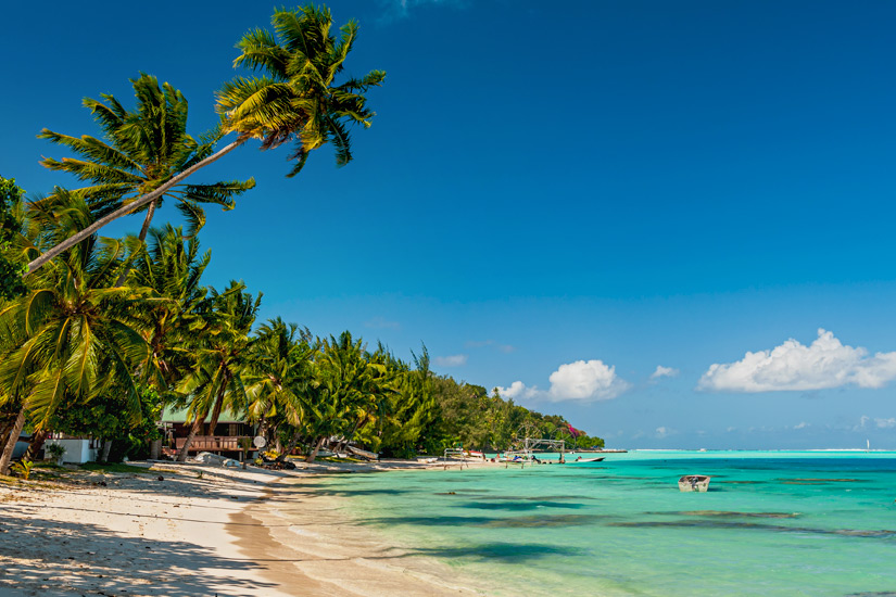 Palmen am Matira Beach Palmen am Matira Beach