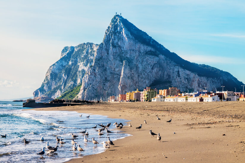 Moewen am Eastern Beach