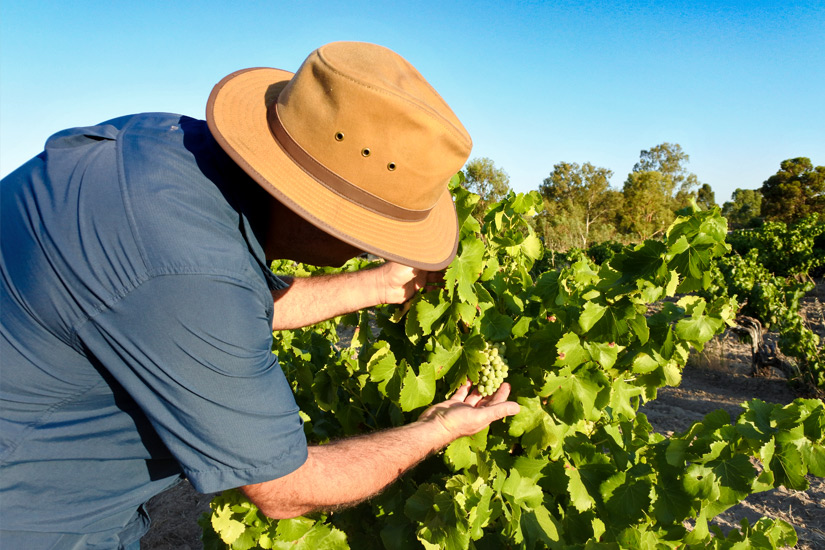 Winzer-im-Swan-Valley Winzer-im-Swan-Valley