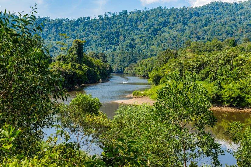 Den-Regenwald-im-Ulu-Temburong-National-Park-erkunden