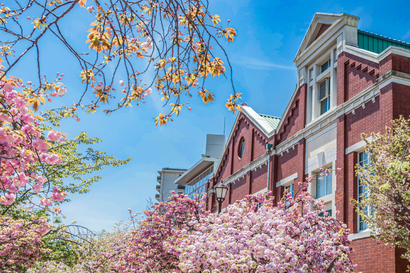 Osaka-zur-Zeit-der-Kirschbluete