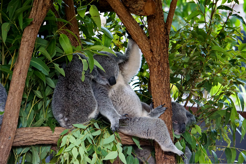 Schlafende-Koalas-im-Lone-Pine-Koala-Sanctuary