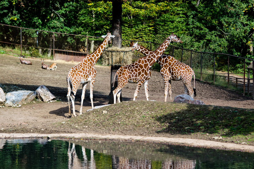 Giraffen-im-Bruenner-Zoo