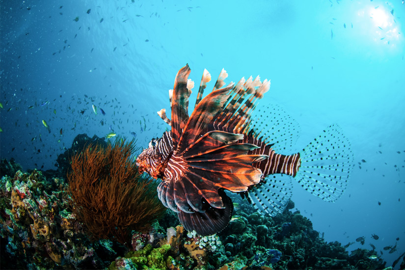 Ein-Pazifischer-Rotfeuerfisch-und-Korallen