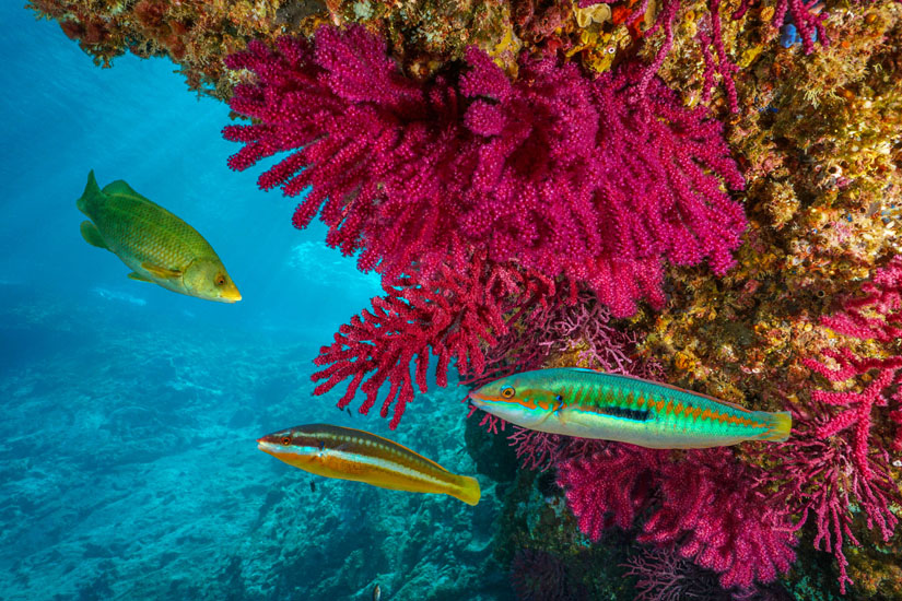 Unterwasserwelt-der-Costa-Blanca-erkunden