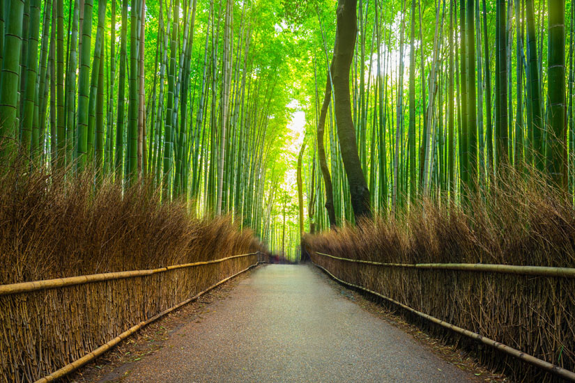 Durch-den-Bamboo-Forest-spazieren