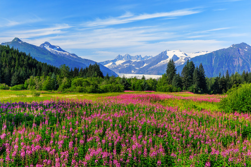Alaska-Blumen-im-Sommer