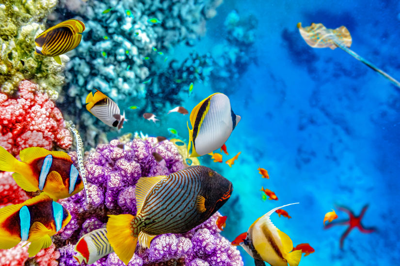 Unterwasserwelt-Riff