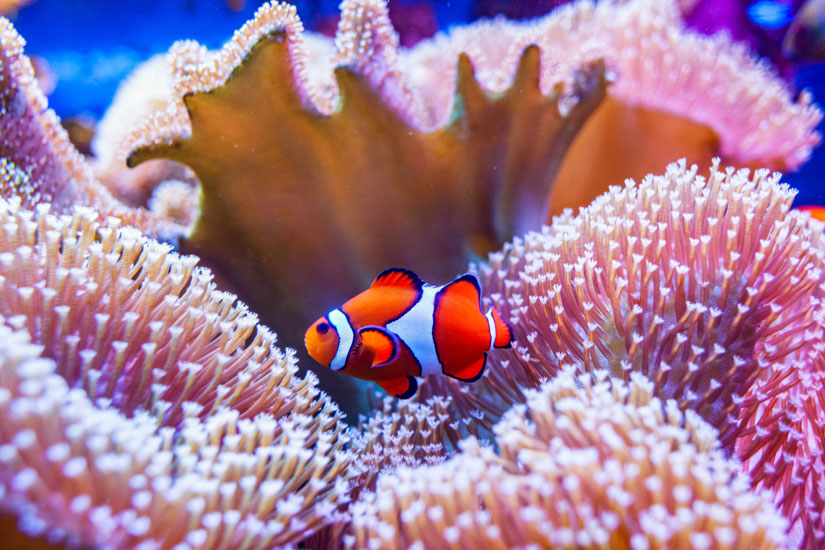 Clownfisch-Koralle