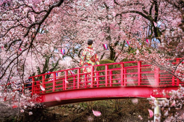 Kirschbl te In Japan Tipps Infos Zum Kirschbl tenfest kirschbl-te-in-japan-tipps-infos-zum-kirschbl-tenfest