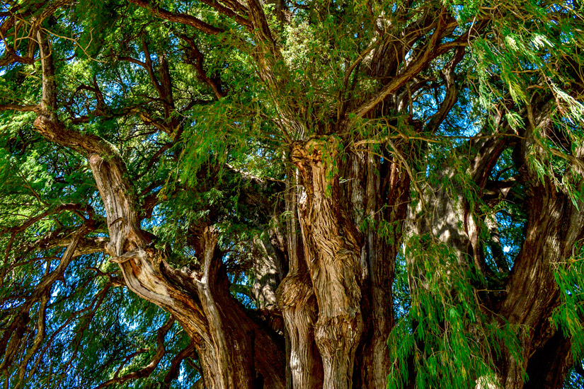 Arbol-el-Tule-dickster-Baum-der-Welt
