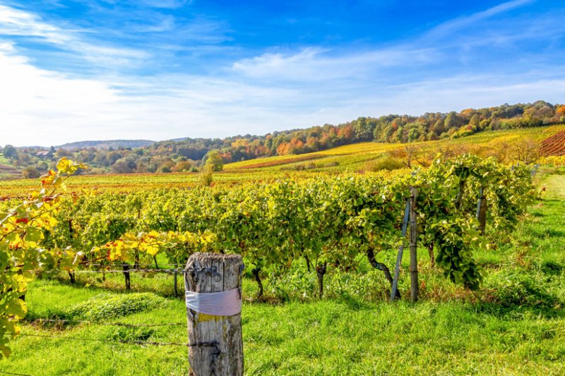Deutsche Weinstra e In Der Pfalz Orte Aktivit ten Tipps