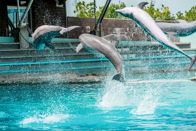 Delfine-im-Oltremare-Park