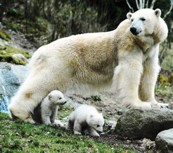 Die 10 besten Zoos & Tierparks in Deutschland entdecken